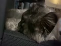 くぅ くぅ