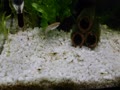 琥珀ラメ と ミナミヌマエビ 琥珀ラメ と ミナミヌマエビ